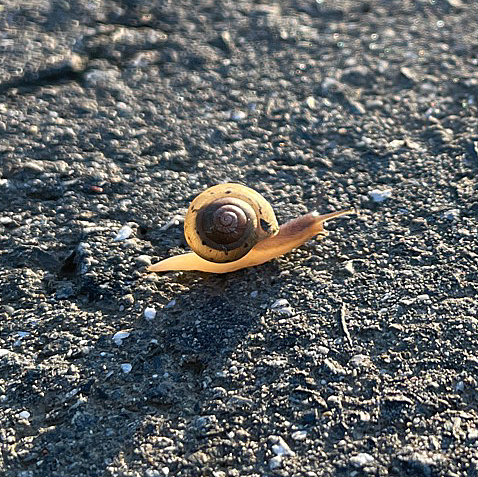 小さなカタツムリ発見🐌