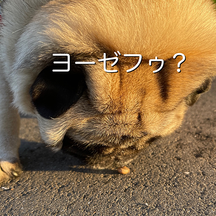 食べちゃダメ❗️