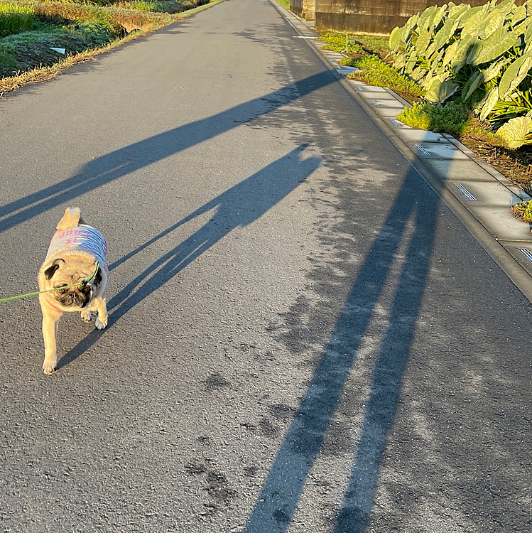一家でお散歩🐶