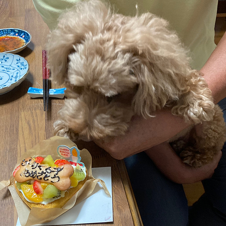 誕生日🍰で、6才になりました🐶
ワンコ用ケーキ、美味しかったみたいです😊