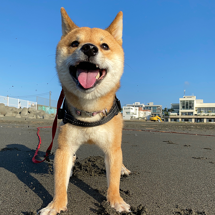 今日も暑くなりそうです💦