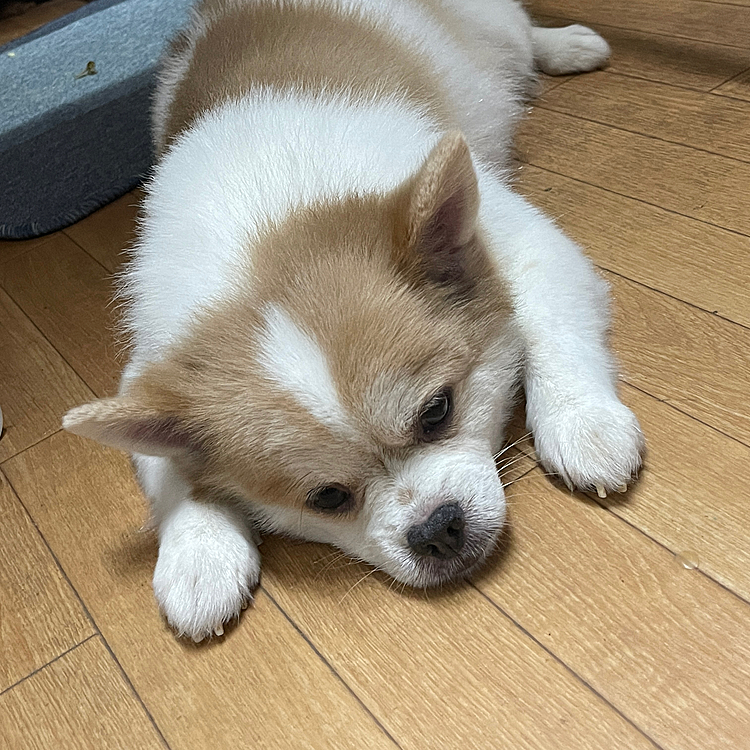 やまとくん、今日はオヤジがホビールームでオモチャつくってるので邪魔にならないよー静かに待機です、電池切れて寝てしまいそー😅な顔です。


