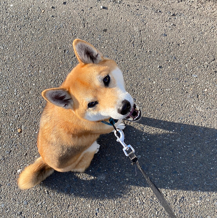 お散歩楽しいね♪
