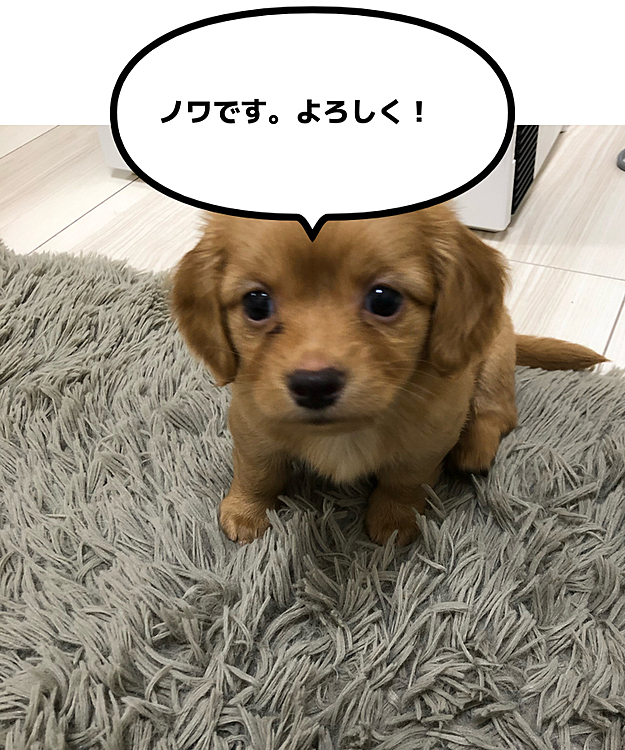 ノワくん。10月6日から家族になりました！
これから楽しい毎日になりますように。