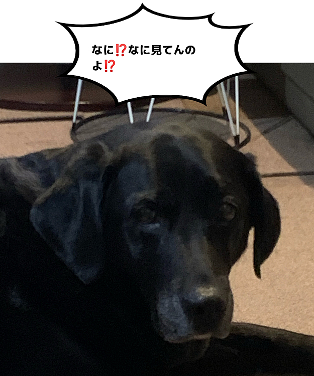 ぶた組ブッチャー班🐽🐽の投稿