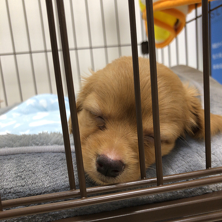 仕事から帰ってきたらぐっすりでした。
まだまだ赤ちゃん♪
睡眠時間は大切ですよね😊💕