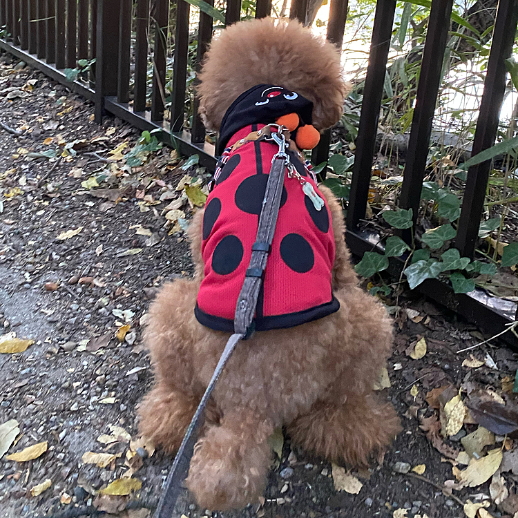 本犬は知るよしもない🤣