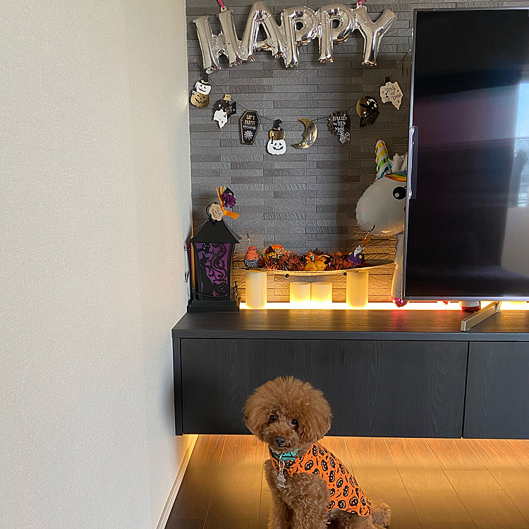 家も少しだけハロウィン🎃
…って毎年同じ飾り付けです😅