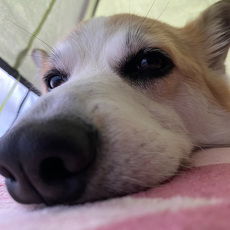 テント張りつかれたよ〜