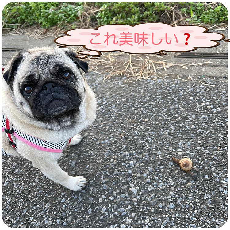 地震大きな被害がなければいいですが‥
朝んぽで今度は大きなカタツムリ発見🐌
