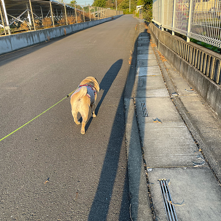 季節が進み、お散歩の影が伸びてきました🐶