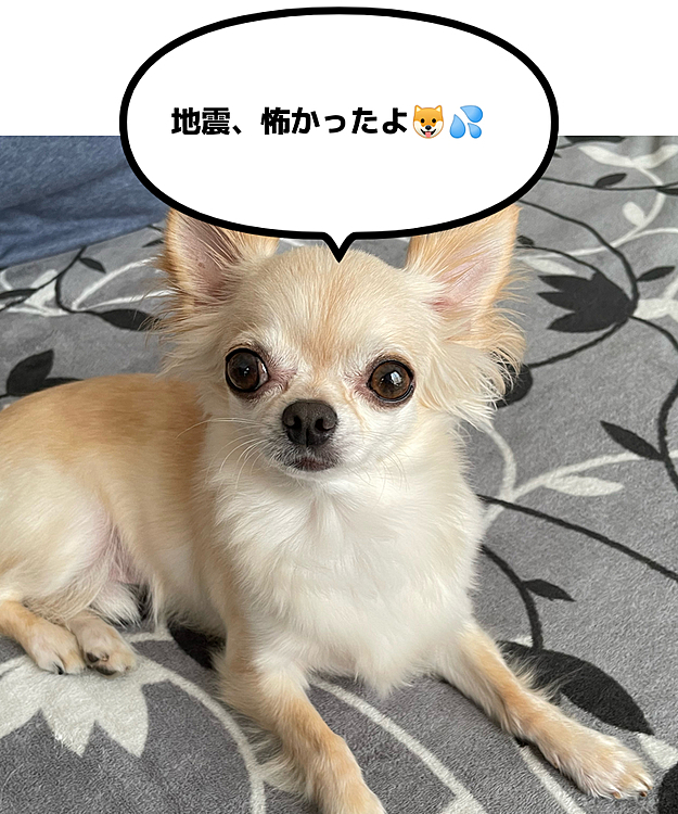 2021.10.8(金)
こんにちは☀️
昨夜は、大きな地震がありびっくり‼️そして怖かったです💦
みなさん、被害はなかったですか？💦
我が家は被害はなく、慌ててくうを抱っこしました🥲くうは暫く怖くて抱っこされていました🐶💦
