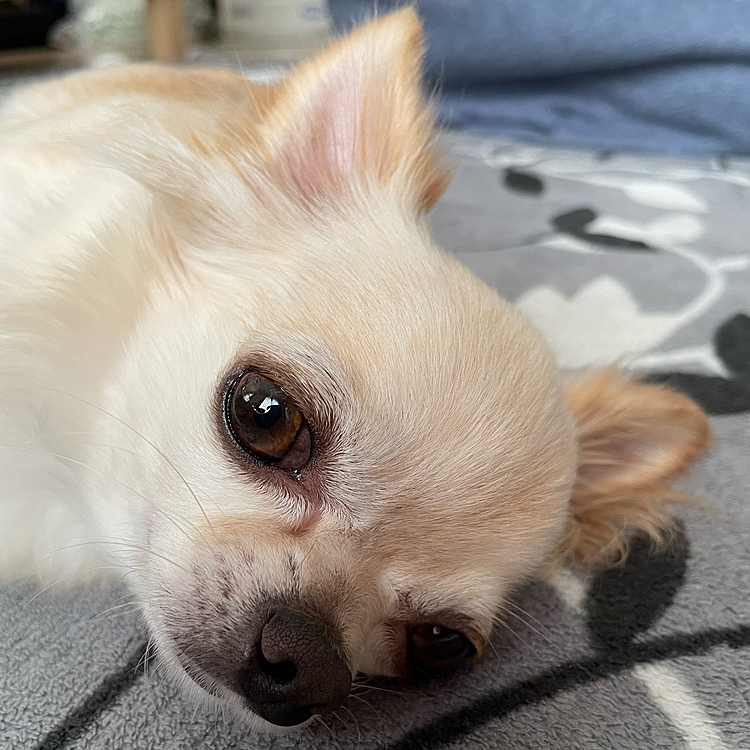 眠くてとろ〜んとしてます🐶💤