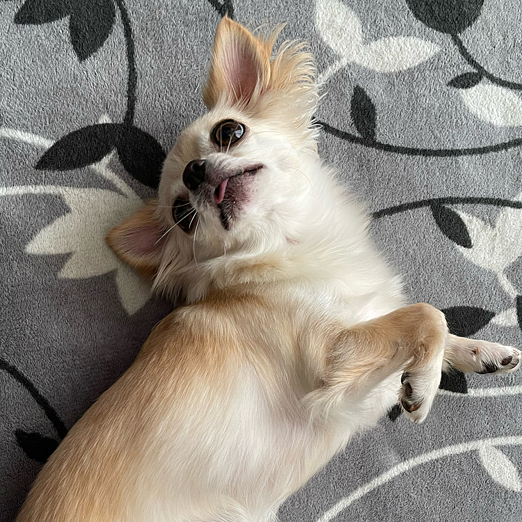 クネクネして可愛かったです🥰
ちょこっと舌が出てます😊