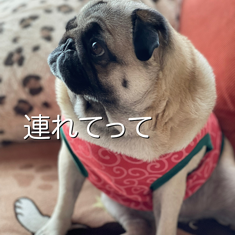 とうちゃん＆ママさんのお出かけの気配に『連れてって』アピールです🐶
