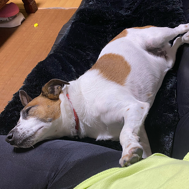 なんだ❓この寝方、、、