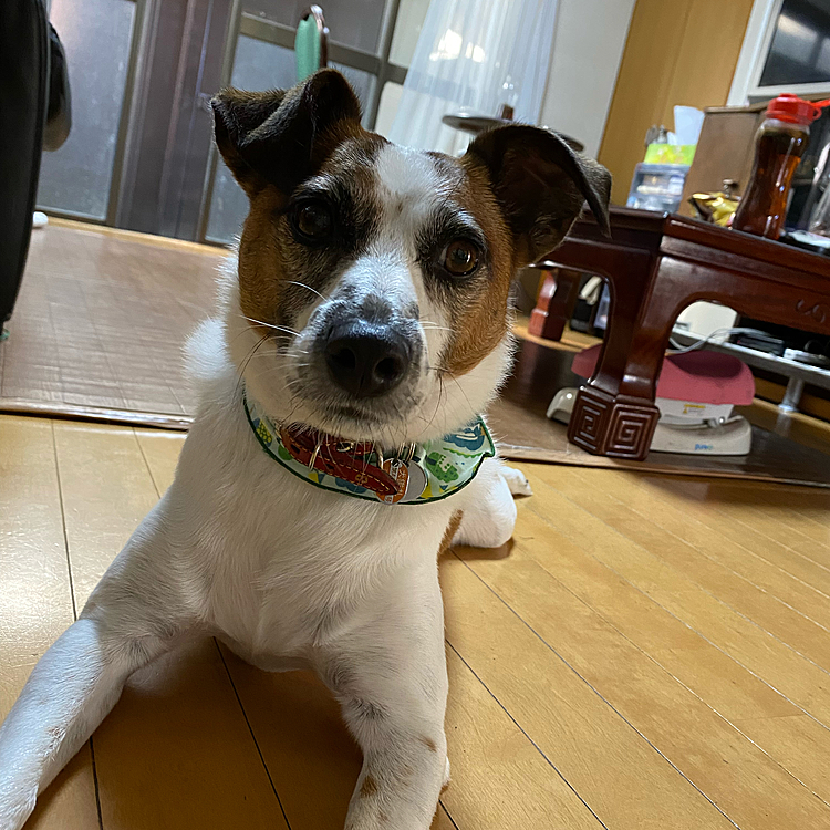 今日のバンダナ(トリマー任せ)
