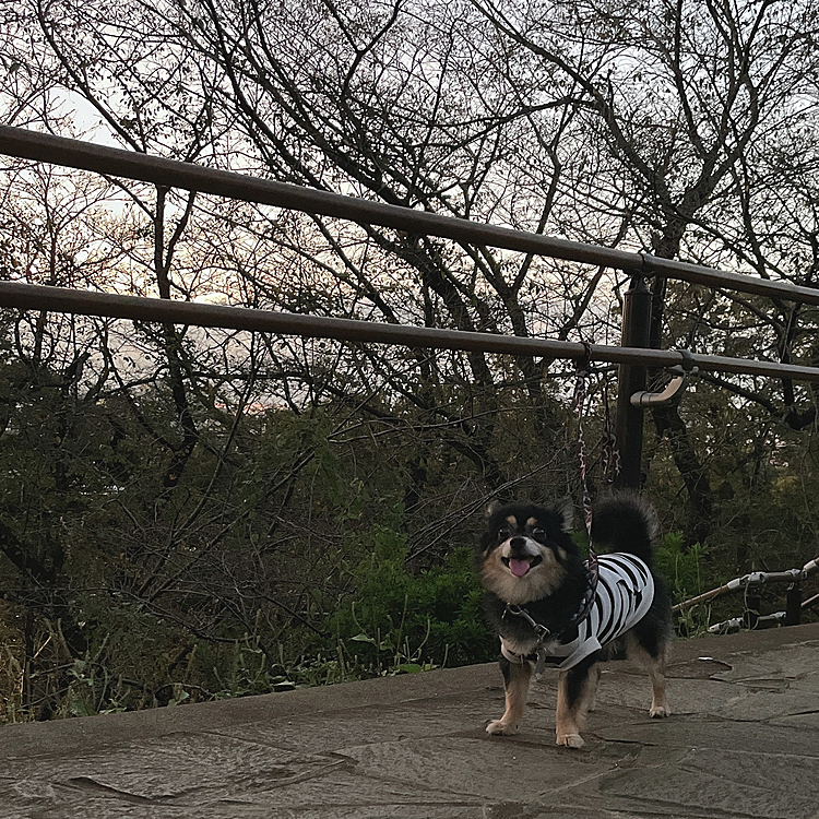 登山🗻

今日はおやすみなので、
ダイエットがてらとらくんと近所のお山に登りました🐯🌟

頂上でへぇへぇを激写🤣🔆

とらくん頑張って階段ピョンピョン、
山道もスイスイ、したので疲れたみたいです🤣

