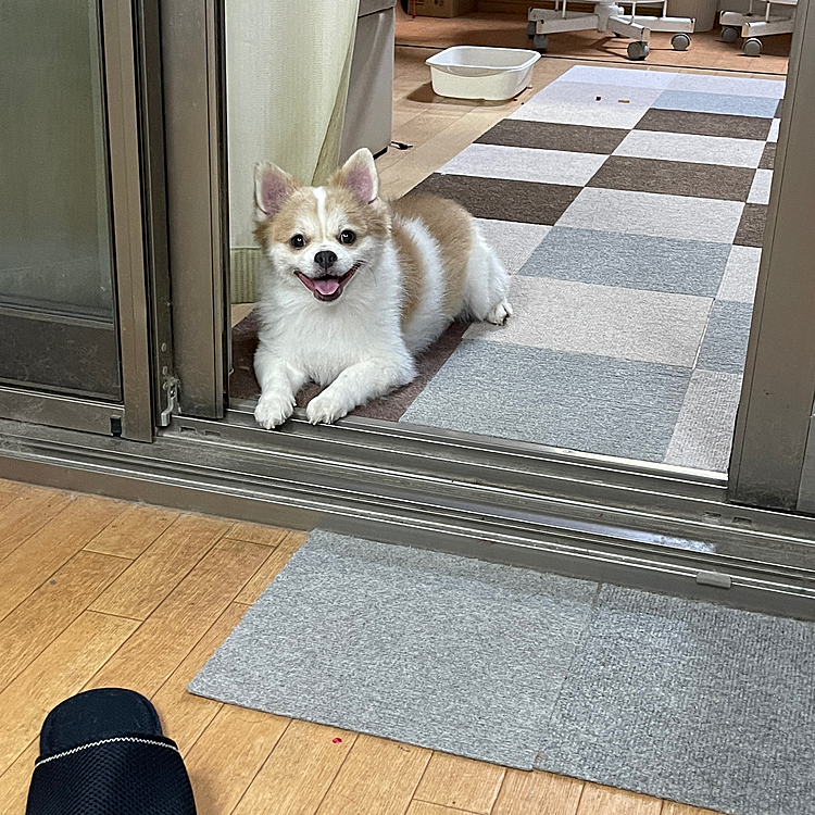 洗濯物干しを見守り中やまとくん