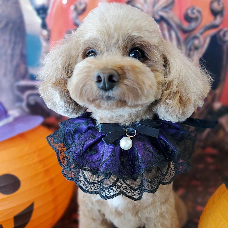 トリミングに行ってきました🥰ハロウィンっぽく写真を撮っていただきました！👻🎃
