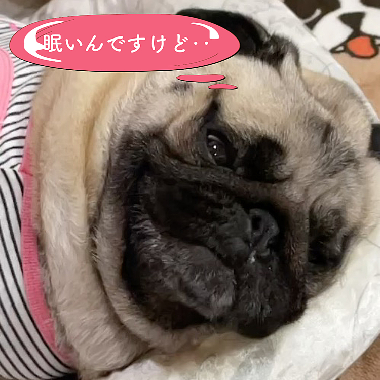 ネムネムのししまる、ママさんにオモチャにされてます🐶