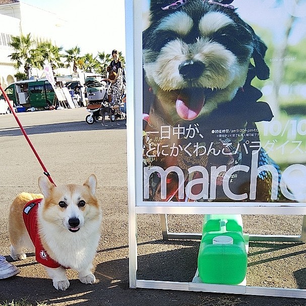 昨日は名古屋港で行われたWANDARAKEマルシェに行って来ました🐶
年4回やっているようですが初参戦です☺️
久しぶりの大イベント