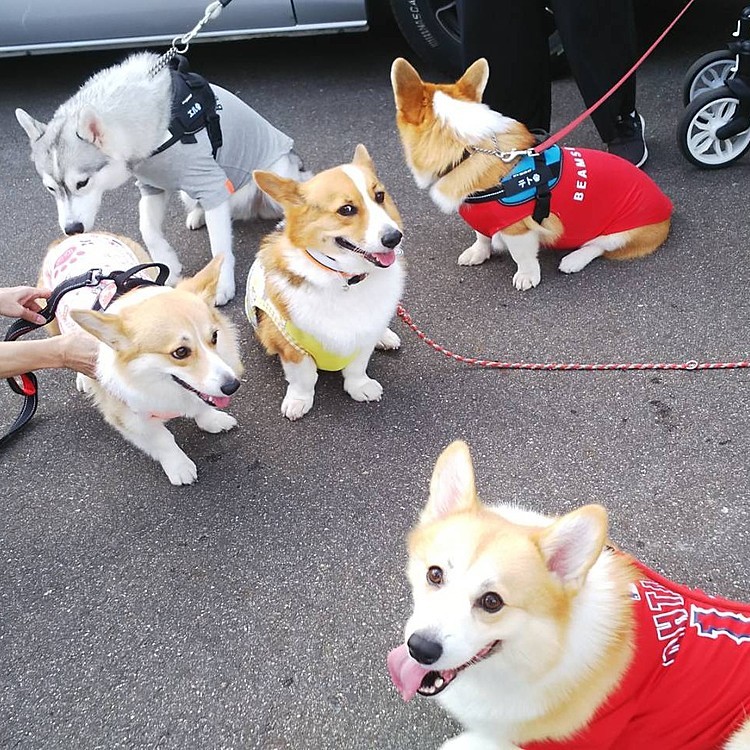 昼から行ったのですが多かったです。同じ犬舎仲間たちも来ていたので、久しぶりに会えて良かった🥰