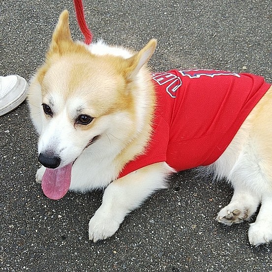 風はあったけど暑かったです☺️
色んな犬種にミニブタも連れてきてる方もいました🐖
ふくは久しぶりの人と犬混みで疲れたようで、家に戻ってからはご飯以外は、ずっと爆睡してました😴