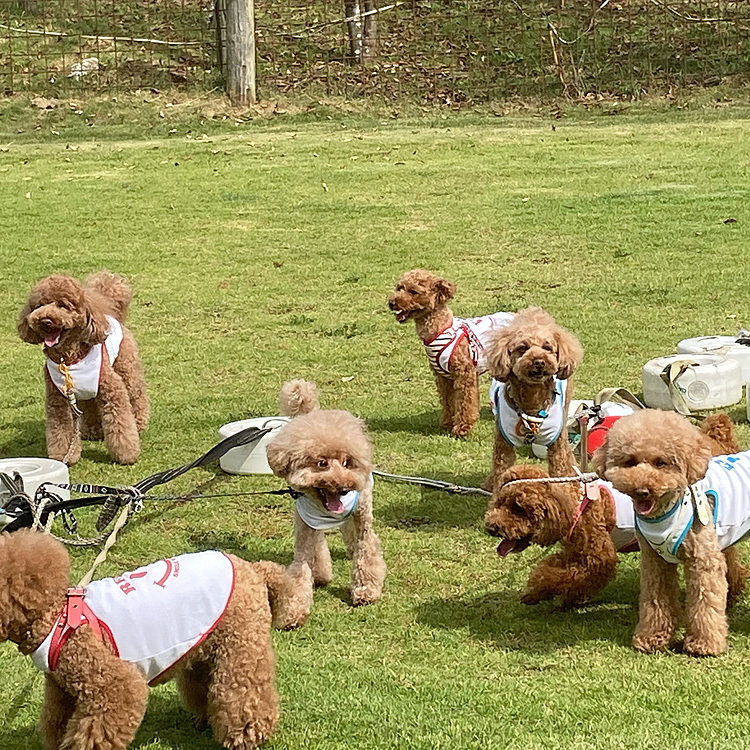 お里のオフ会🐶がありました！自分の子がわからない時も🤣