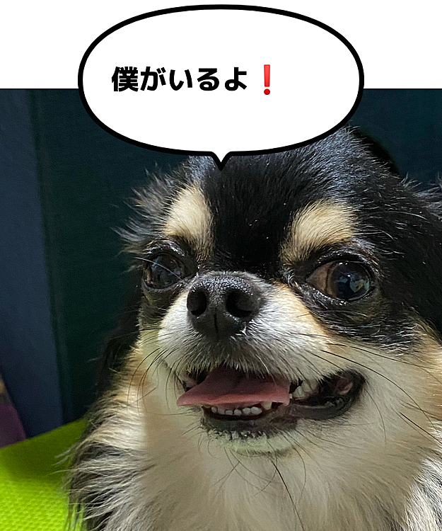 でっへっへっ😆

昨日はJack兄ちゃんの命日でした😭
Jackとの色々な思い出を思い起こし、泣いていたら、ハルディアが大丈夫❗️僕がいるよ❗️ってペロペロ👅してくれました😭
いい子に育ってくれて、ママは嬉しいよ🥲

ありがとう😊❤️