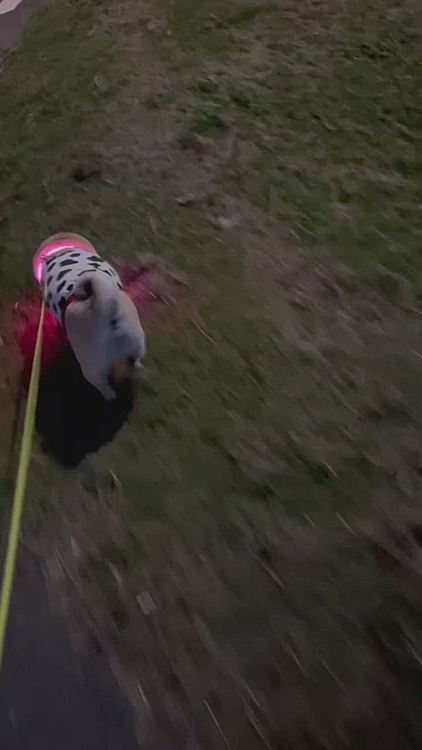 夕散歩はピカピカ首輪でパトロール🚓
