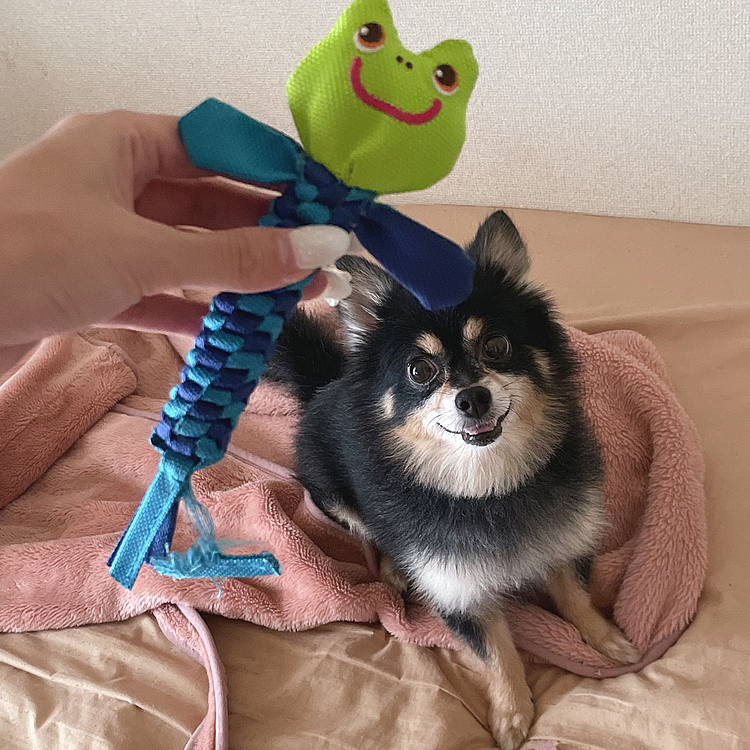 雨だから退屈してるとらくん🐯🌧

雨にちなんでカエルさんのオモチャです🐸

プーピー！鳴ります😂笑


今日は午後出社でゆっくり出来るはずが
朝からプーピー音を聞かされてます🐯笑

因みにダイエットが順調で
カレンダーをつけ始めました✍️

