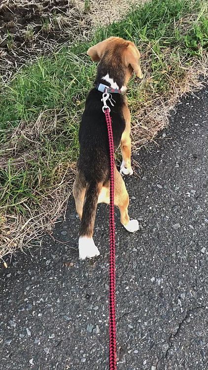 先週の木曜日のお散歩中、遠くの中学生をガン見してるマックス🐶
楽しそうな声が聞こえて気になったのかもね🤔😆