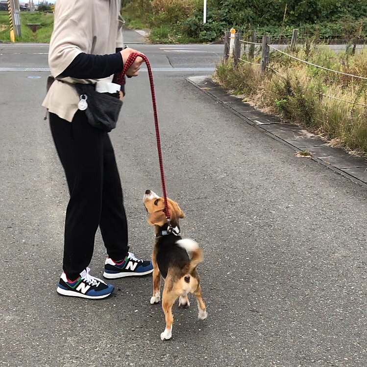初めて息子がお散歩してくれて、最初は戸惑っていたけどすぐにいつもの、わちゃわちゃマックス🐶🧢になった‼️😆
ホント落ち着き無い😒💧