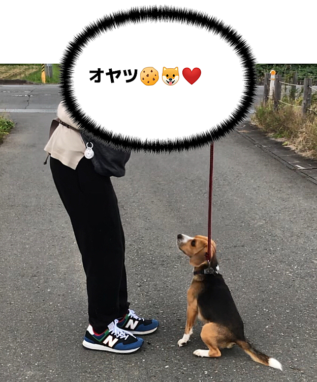 この時だけはお利口さん🙄
またお散歩してね〜🍀🐶🧢