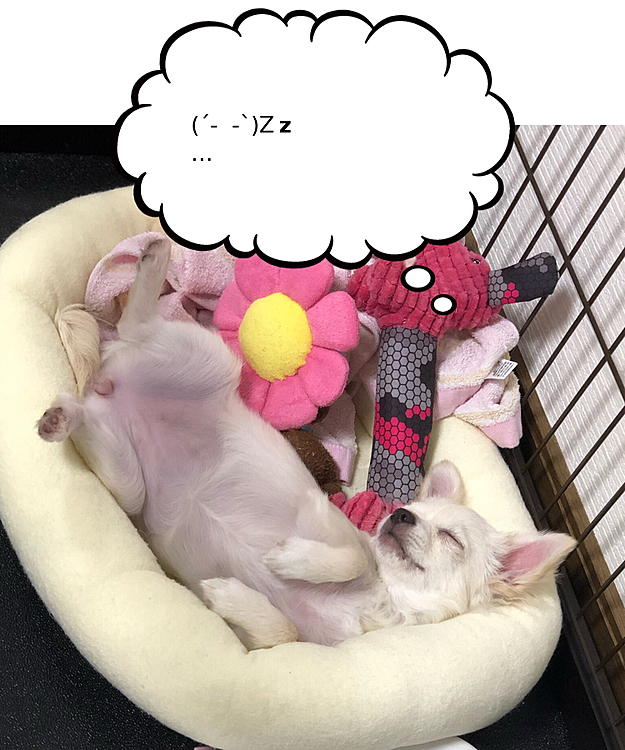 そして、爆睡😪💤💤💤