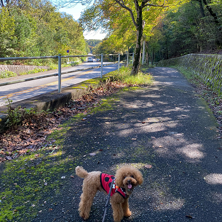 9時でも日差しがキツくなるべく日陰の多いコースでのお散歩🐾