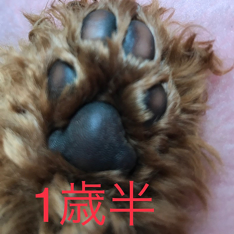 あと肉球が黒色も削れて（⁈）しまってガサガサなのも気になっていました😞