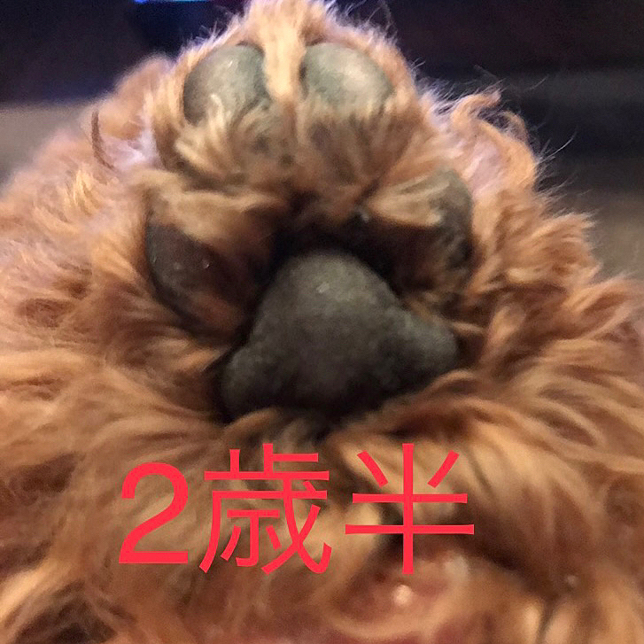 以前はペットショップで買った緩めのクリーム、浸透する前に舐めてしまいすぐ取れてしまうのでかなり疲れた時を狙って塗っている感じでした😓