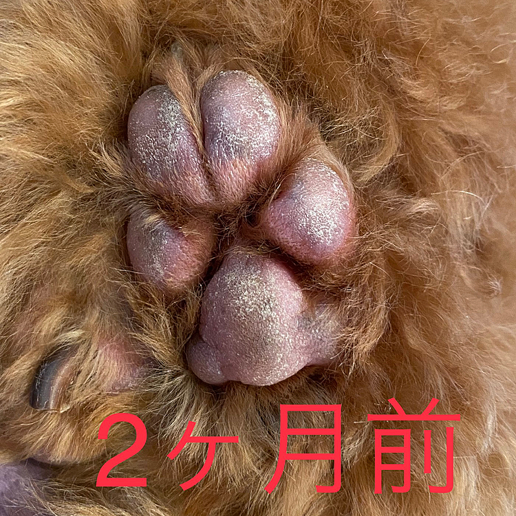 かなり酷くて可哀想😢…保湿効果の高そうなエゾ鹿油100%で少し固めのクリームを購入して毎日塗り込むようにしたらガサガサは少しマシになってきました😉