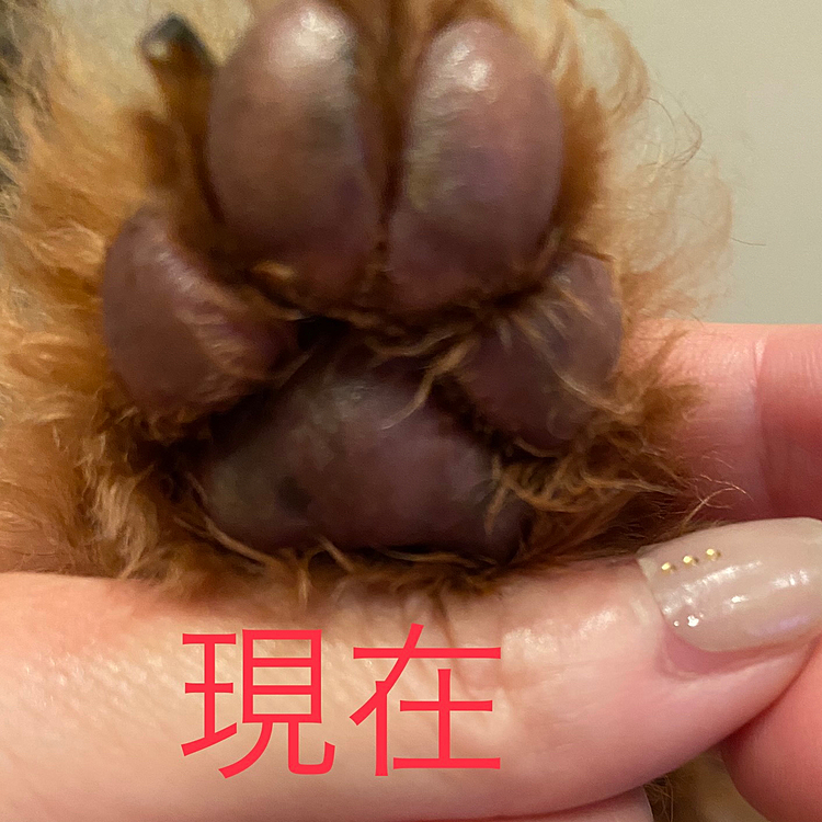 投稿で見る🐶の肉球は皆黒々と綺麗に見えますが同じような方いますか🐾