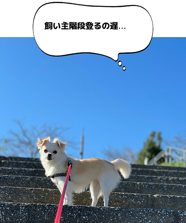 こむぎの投稿
