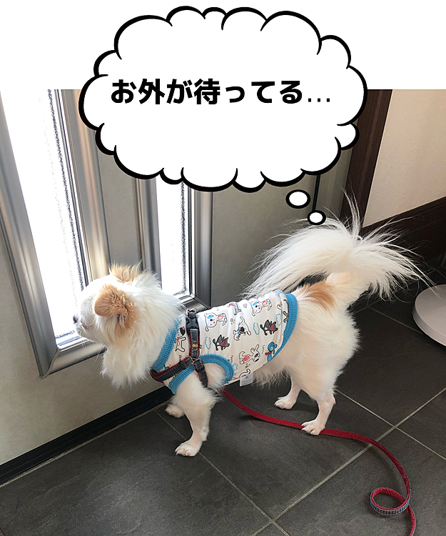 火曜日😊
お散歩スタンバイ🆗
ママぁ早く行こ〜🐶
ハイハイ、今行くよ〜😄