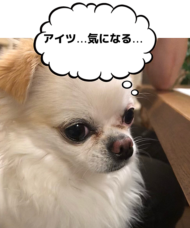 パパの実家の2ネコさん🐱🐱(フクちゃんトムちゃん)が気になる様子🐶
ポコちゃんがいるとネコさん達は全く出てこないので毎回申し訳ないです💦
トムちゃんは時々移動するけど何回かポコちゃんが追いかけてしまい逃げるトムちゃんに怒られてました😓
この調子だと仲良くなれる日は来ないでしょう😅


