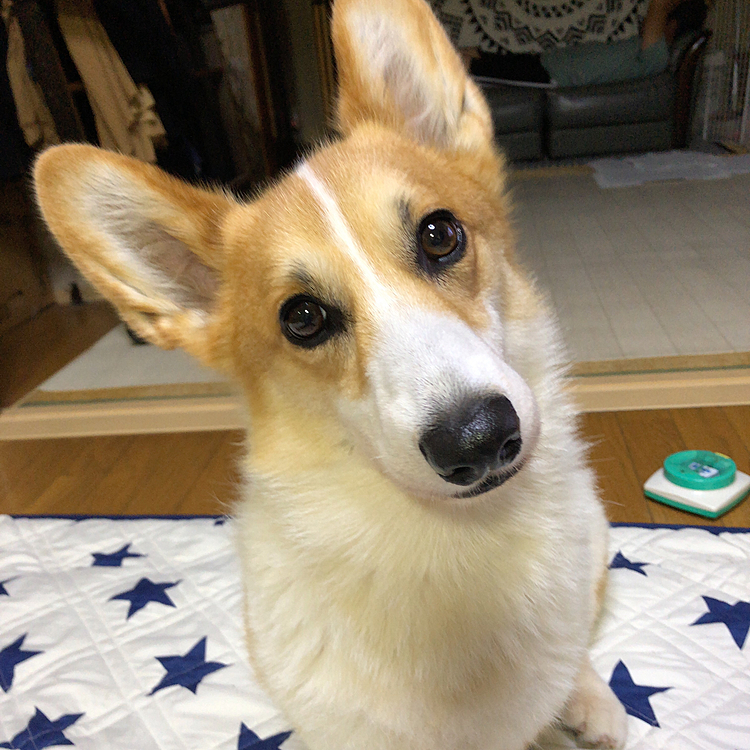 おはようです😃
かなーり久々ですけど皆さまお元気ですか？
まあるは、元気です😃
はい！可愛いお顔は？💕
って言うと首傾けます♥️
これも１つの芸ですよね😃