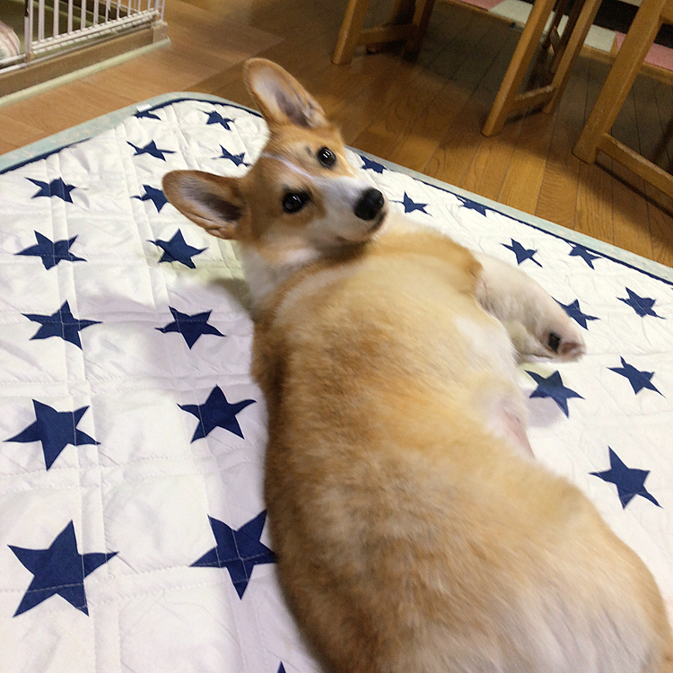 寝てるまあるを呼ぶと顔だけこっち向いた😃
怠慢だな🤣