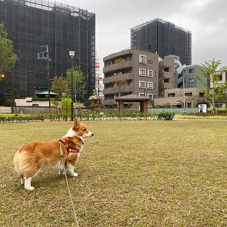 今日は公園独り占め、来週はコーギーフェスティバル。