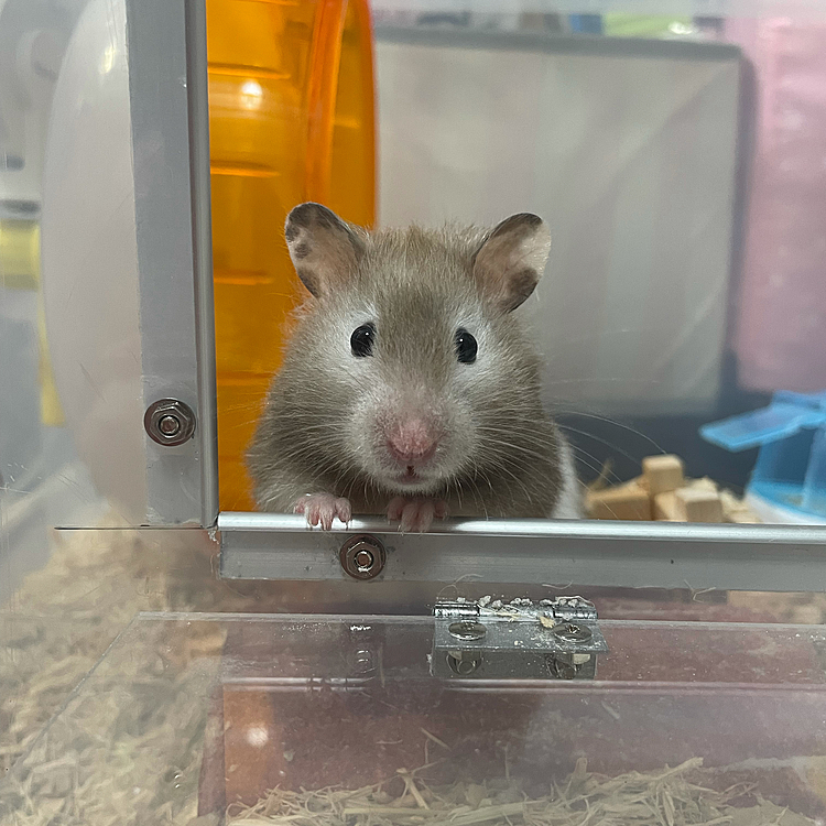 シルバニアファミリー⁉️🐹
チョコちゃんハウス🏠は衣装ケースのお手製です😊