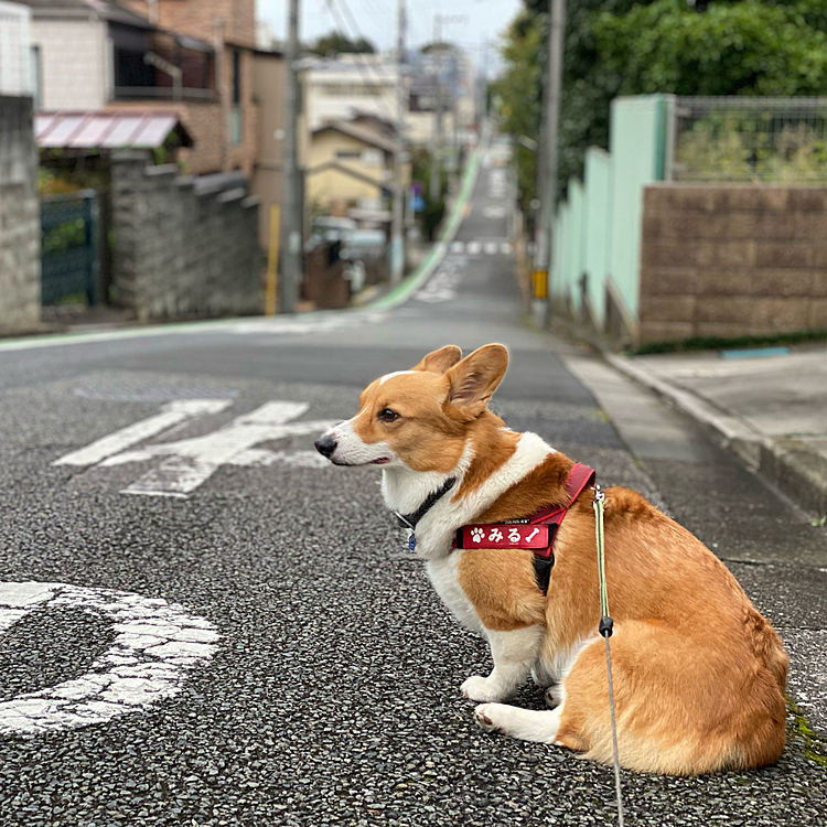 降り出す前のお散歩でした。この坂往復でヘトヘトでした。