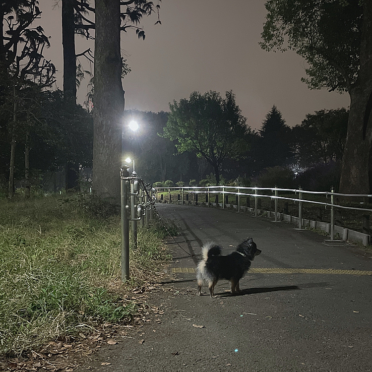 夜、とらくんに付き合ってもらった
ダイエットウォーク(›´ω`‹ )

写真撮ったら野生のタヌキみたい😂笑

毛がモアモアです🐯

